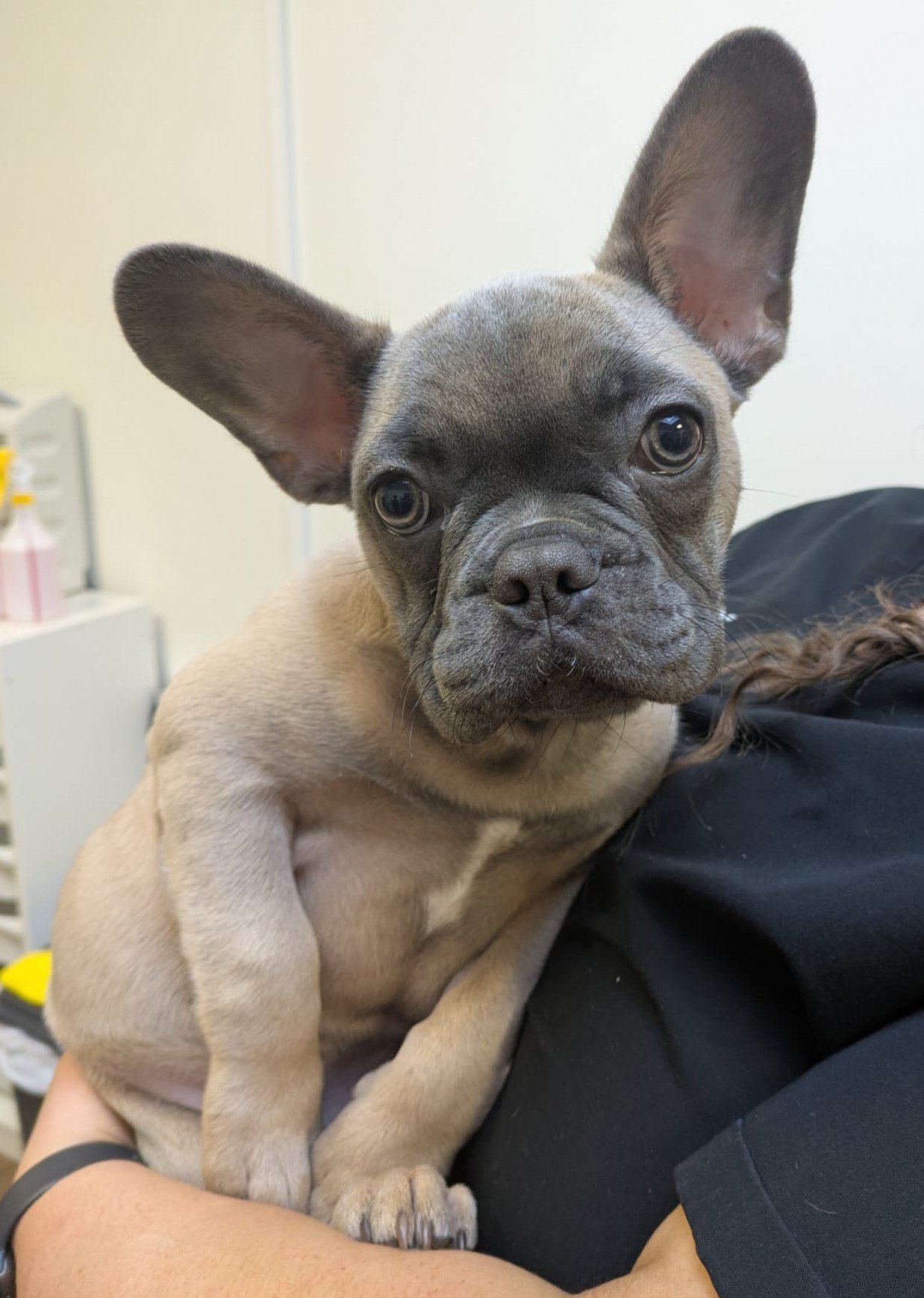 Successful TPLO surgery case