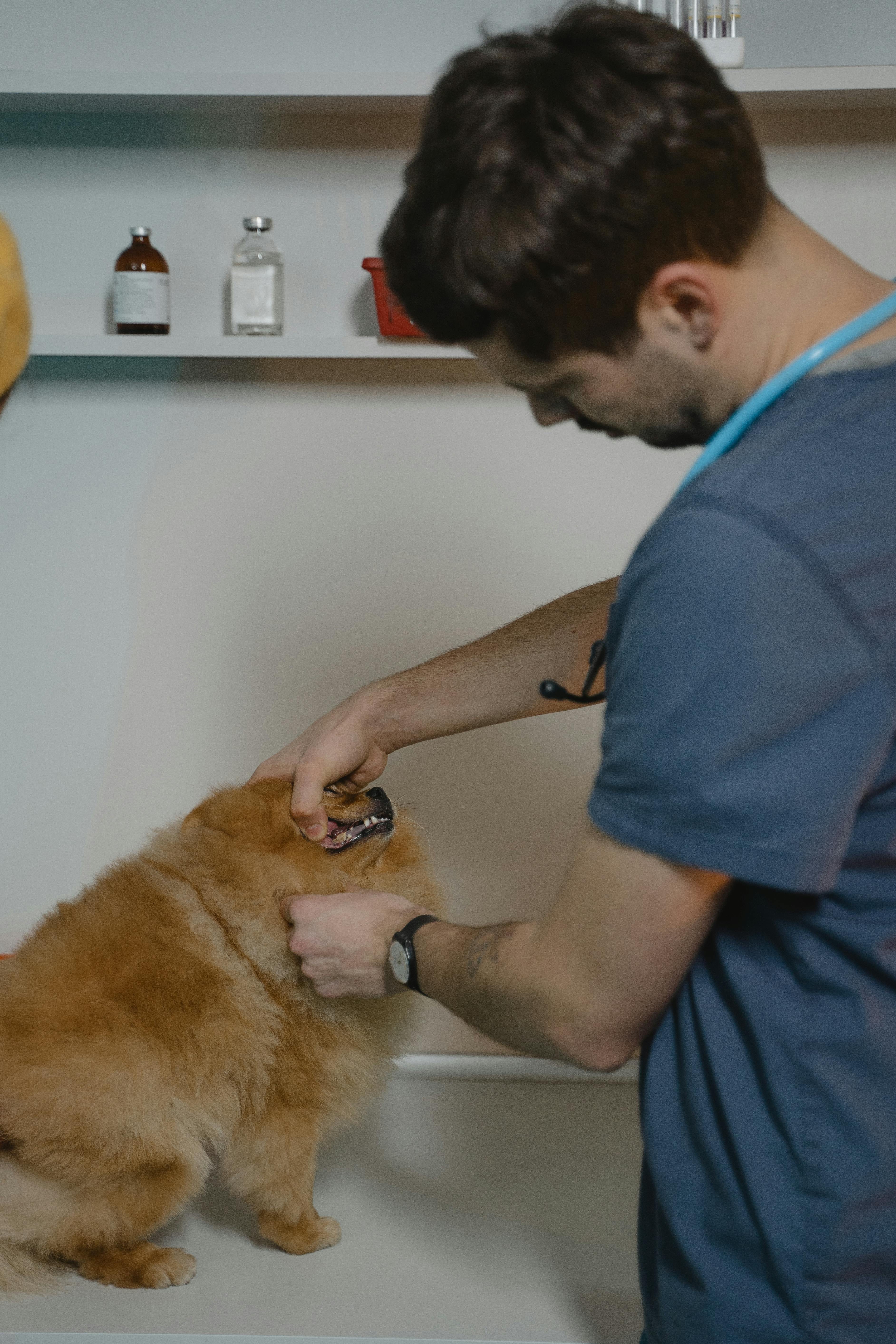 Veterinary consultation at practice